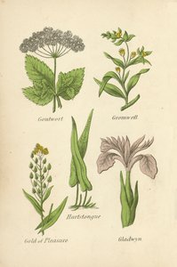 Giktört, Gromwell, Hartstongue, Gold of Pleasure, Gladwyn av English School