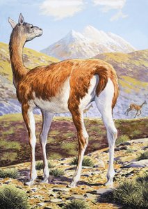 Graciösa Guanacos av English School