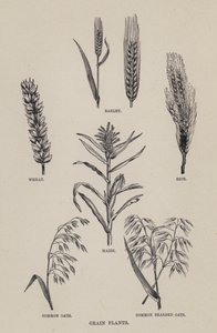 Spannmålsodlingar (litho) av English School