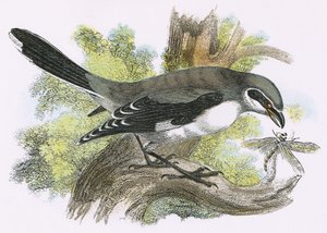 Kubwa kijivu Shrikeswed