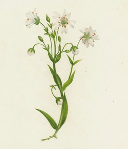 Großes Sternmiere, Stellaria Holostea