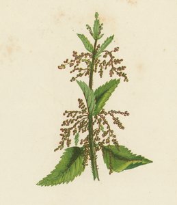 Grön nässla, Urtica Dioica (färglitografi) av English School