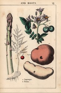 Grön sparris och potatis   , från "The Instructive Picturebook, or Lessons from the Vegetable World," [Charlotte Mary Yonge], Edinburgh av English School