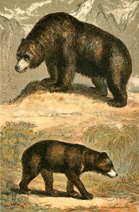 Grizzlybjörn och malajisk björn av English School