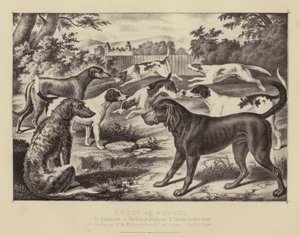 Grupp av hundar (färg litho) av English School