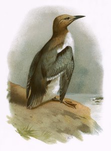Sillgrissla