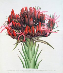 Gymea Lily, 1826 (wc på papper) av English School
