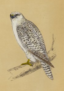 Gyr-Falcon (färg litho) av English School