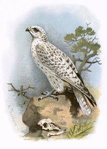 Gyr-Falconswed