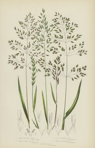 Hårt ängsgräs, dvärgveteängsgräs, plattstammigt ängsgräs, slät stjälkäng (färg litho) av English School