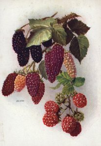 Hardy Berry-Bearing Fruits (färglitografi) av English School