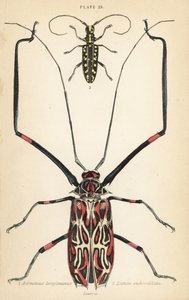 Harlekinbaggen, Acrocinus longimanus 1, och den plattvända långhornsbaggen, Taeniotes subocellatus av English School