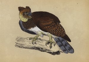 Harpy Eagle (färg litho) av English School