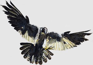Hawk av English School