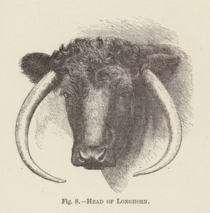 Huvud av långhorn (gravyr) av English School
