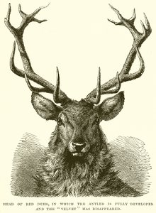 Head of Red Deer, där hornet är fullt utvecklat och sammet har försvunnit av English School