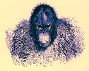 Head of Orang, illustration från The Royal Natural History, publicerad 1896 (digitalt förbättrad bild) av English School