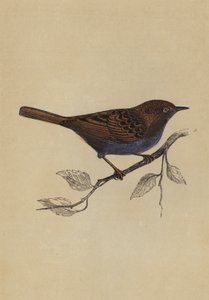 Hedge Sparrow (färg litho) av English School