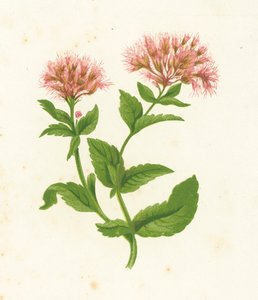 Hampa Agrimony, Eupatorium Cannabinum av English School