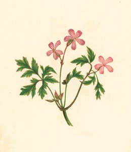 Herb Robert, eller Poor Robin, Geranium Robertianum (färglitografi) av English School