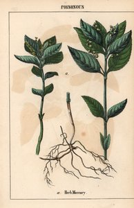 Ört kvicksilver   , från "The Instructive Picturebook, or Lessons from the Vegetable World," [Charlotte Mary Yonge], Edinburgh av English School