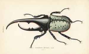 Hercules skalbagge, hane, Dynastes hercules, Scarabaeus hercules av English School