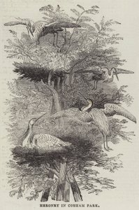 Heronry i Cobham Park (gravyr) av English School