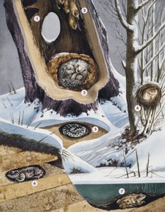 Winterschlaf von English School