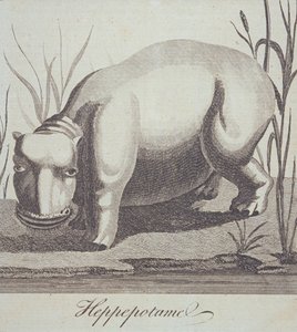 Hippopotamus, från The Gentlemans Magazine, publicerad i december 1772 av English School