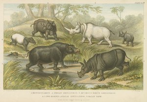 Flodhäst, noshörning och tapir (färgad gravyr) av English School