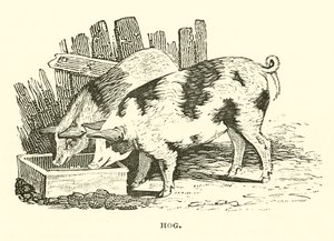 Hog (gravyr) av English School
