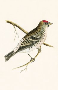 Holbolls rödstång, illustration från "A History of the Birds of Europe Not Observed in the British Isles" av Charles Robert Bree (1811-86), publicerad 1867