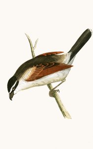 Håvad häckfågel, illustration från "A History of the Birds of Europe Not Observed in the British Isles" av Charles Robert Bree (1811-86), publicerad 1867. av English School