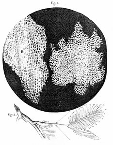 Hookes observationer av cellstrukturen hos kork (fig 1) och kvist av känslig (Sensitive) växt (fig 2) 1665 (gravyr) av English School