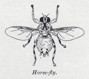 Pferdebremse (Lithografie)