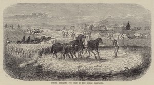 Hästar som trampar ut majs i den romerska campagnan (gravyr) av English School