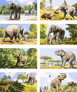 Hur en elefant använder sin snabel av English School