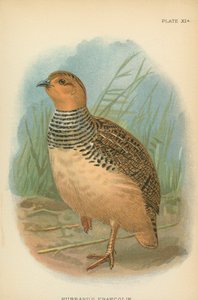 Hubbards Francolin av English School
