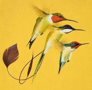 Humming Birds (gouache på papper) av English School