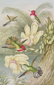 Kolibrier bland tropiska blommor