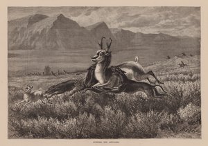 Jakt på antilop (gravyr) av English School