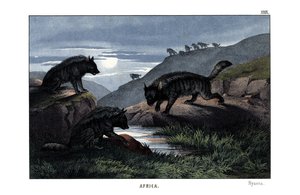 Hyena av English School