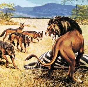 Hyenor kommer för att klara upp efter ett lejon av English School