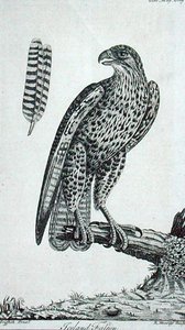 Island Falcon (Falcon Rusticolus), från 