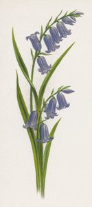 Illustration för A Dream of a Garden (färg litho) av English School