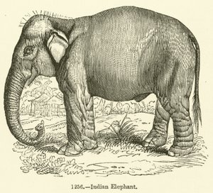 Indisk elefant (gravyr) av English School