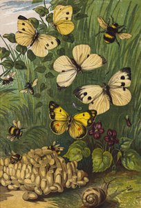 Insekter (färglitografi) av English School