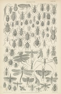 Insekter (gravyr) av English School