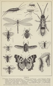 Insekter (gravyr) av English School