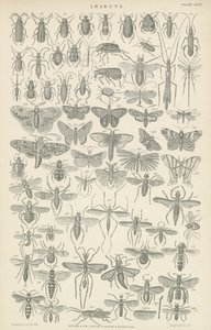 Insekter (gravyr) av English School